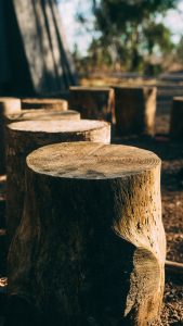 A bunch of tree stumps in the woods ready for stump removal.