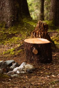 Tree stumps in the woods. In the process of stump removal.