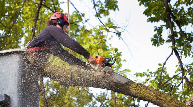 How to Choose the Right Tree Service West Chester PA