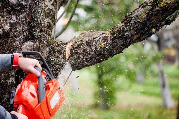We want to do a wonderful job for your tree services in west chester pa. We have business practices that tie in with our core values so we can offer the best service for your next project in west chester.