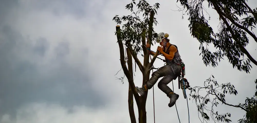 Tree service experts, Exton PA and Chester County PA
