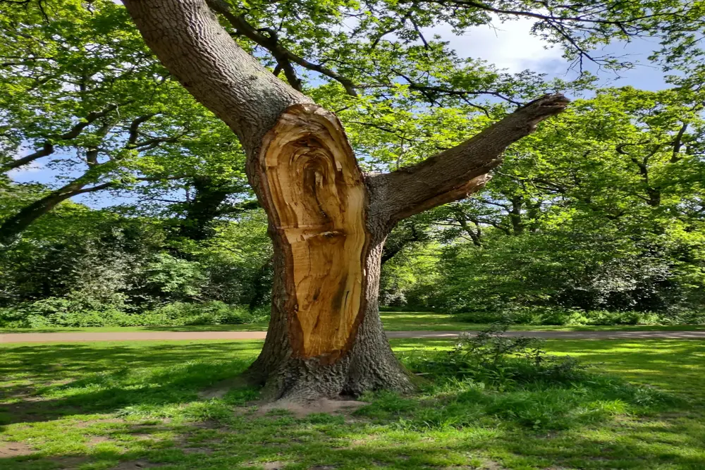 An emergency tree, damaged tree for tree removal