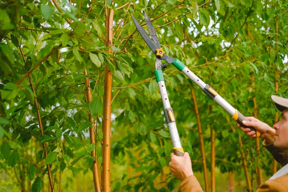 Tree pruning and tree removal Malvern, PA, tree services professionals in PA<br />
