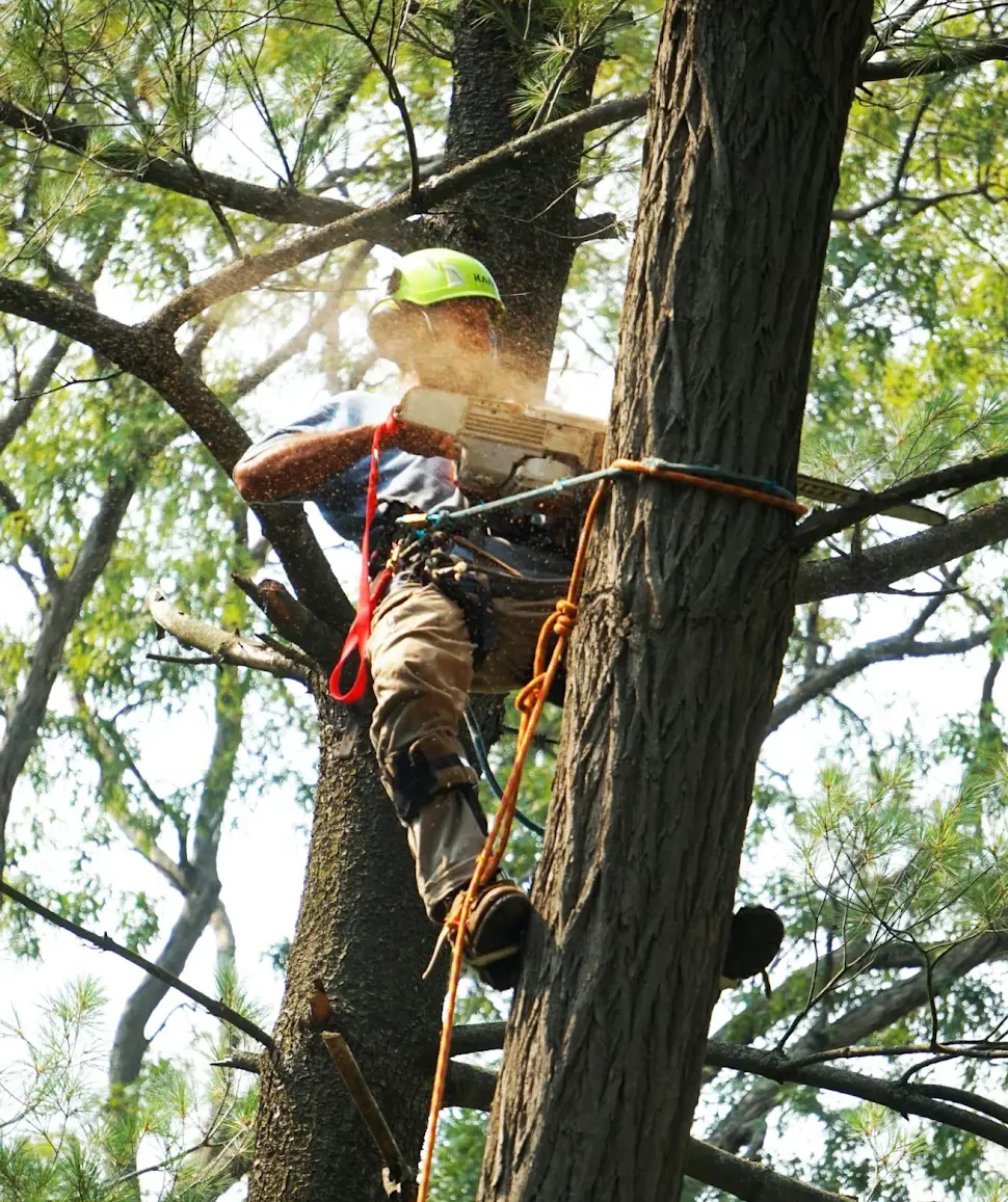 No better arborist than AC Tree Experts for your property tree removal, tree maintenance, and lawn care.