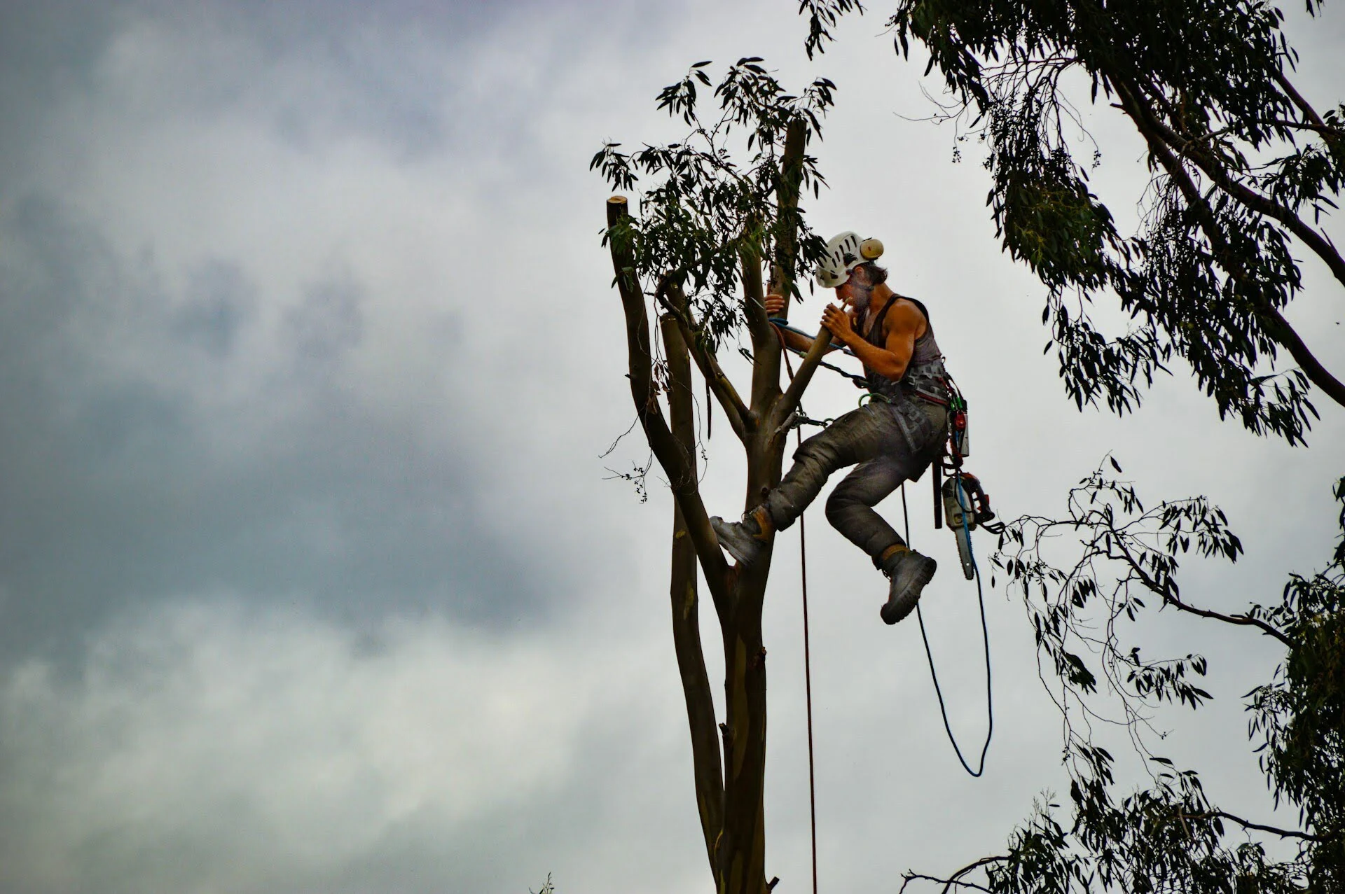 Malvern tree pruning. AC Tree Experts provide tree pruning and plant health care all over Chester County and Delaware.