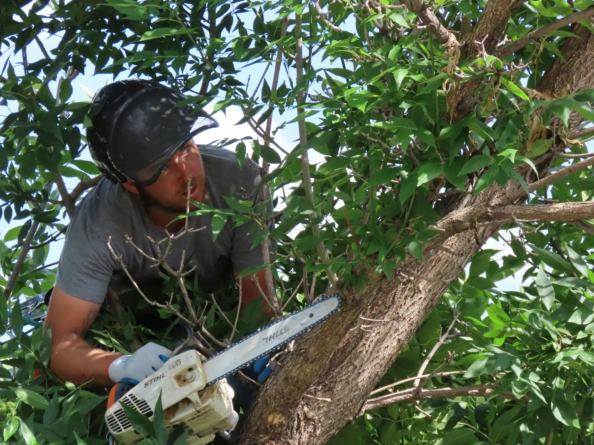 Tree pruning West Goshen. From tree trimming to large tree removal with our professional tree removal equipment, your tree health is on us.