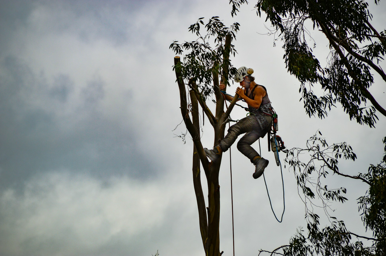 Professional tree work and tree services: tree trimming, tree pruning, tree removal for large trees.