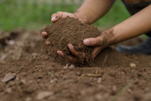 Understanding Soil Health for Optimal Tree Growth in Chester County