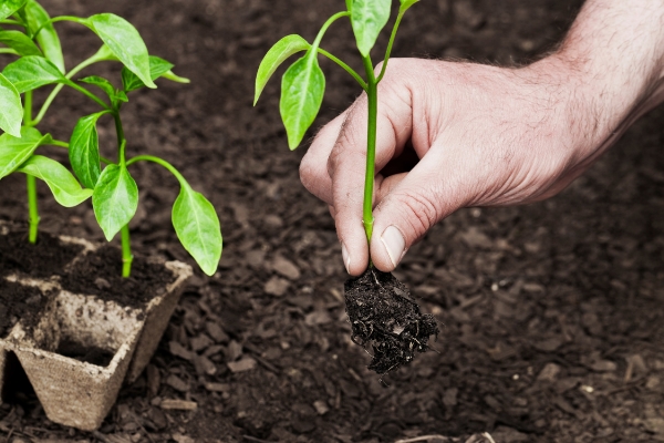 Someone's hand holding a sapling to plant.