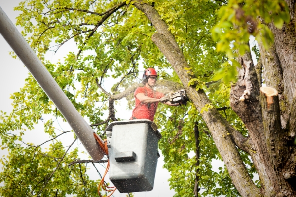 An arborist pruning a tree branch as a preventative tree care measure in West Chester.