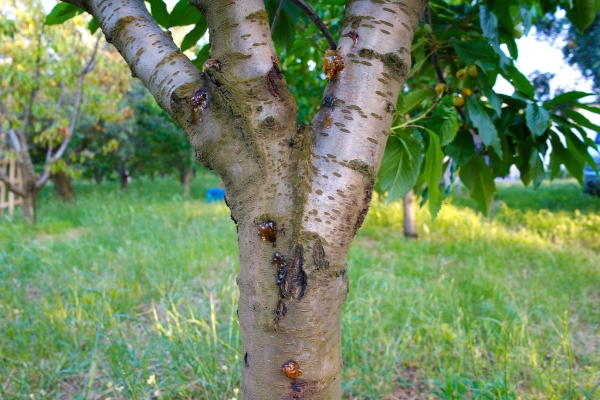 A wounded tree trunk from a tree disease.