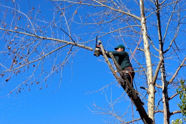 Ultimate Guide to Tree Trimming in West Chester, PA