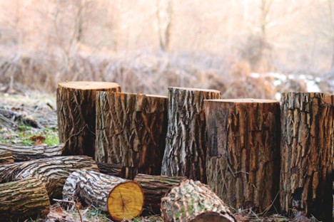 A picture of tree stumps lined up.