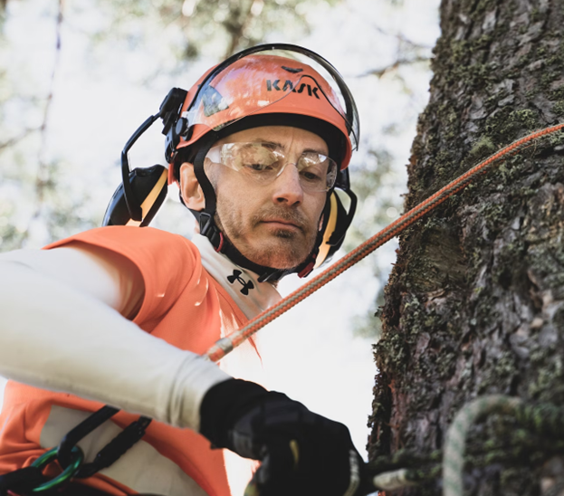 A professional preparing to trim a tree.