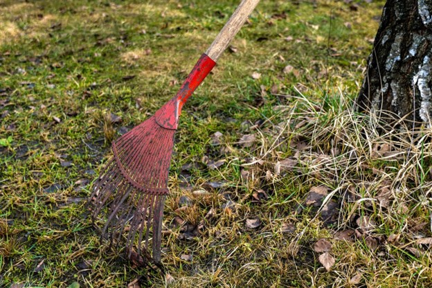 How to Repair Lawn After Tree Removal: Expert Tips