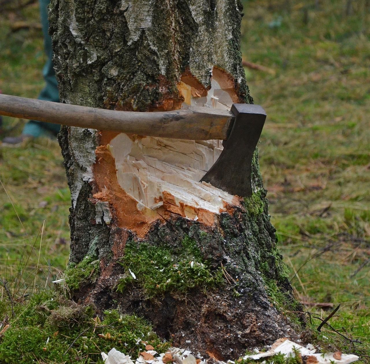 An axe being used to chop down a tree.