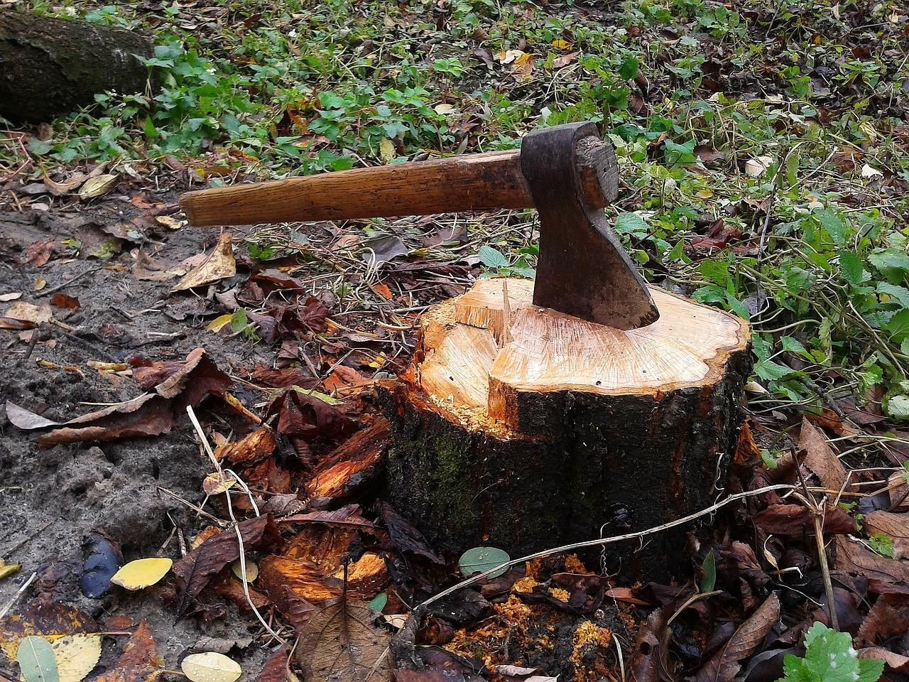 An axe in a tree stump.