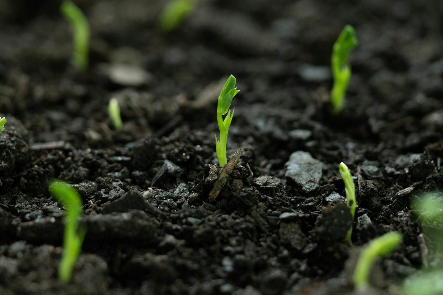 Grass shoots growing out of rich soil.