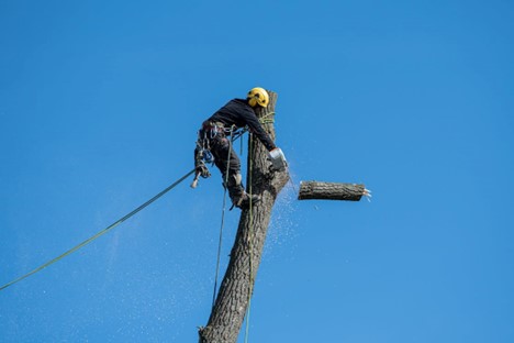 How to Price a Tree Removal Job: A Comprehensive Guide