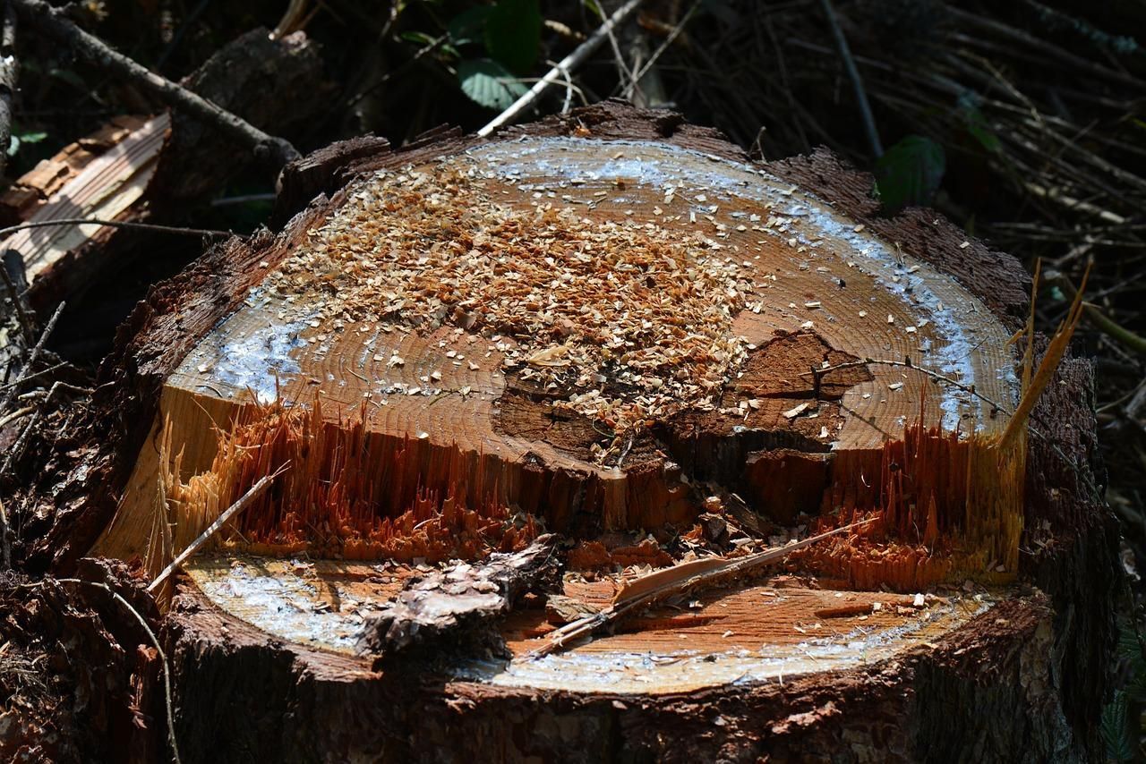 A tree stump.