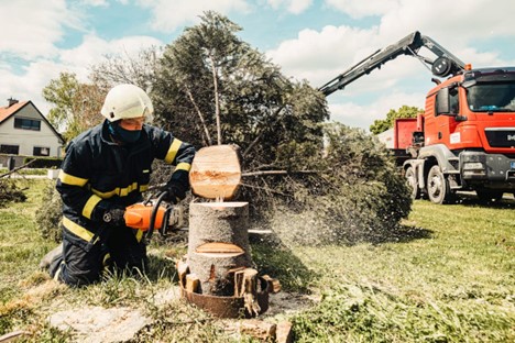 A professional cutting up a tree for removal.