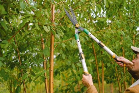 Professional Tree Trimming in Downingtown