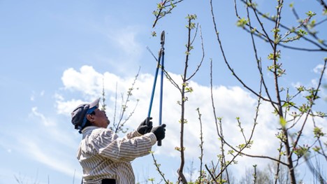 A worker trimming a tree on a sunny day.