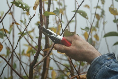 Someone pruning a tree.