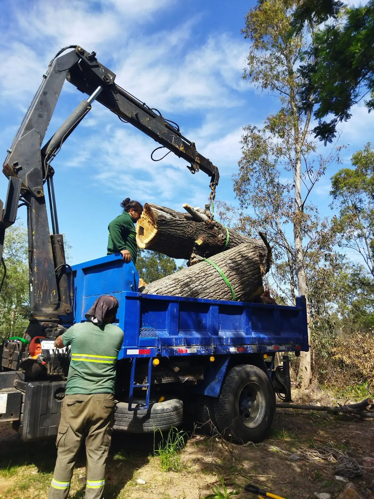 A tree emergency, Emergency tree removal services near me