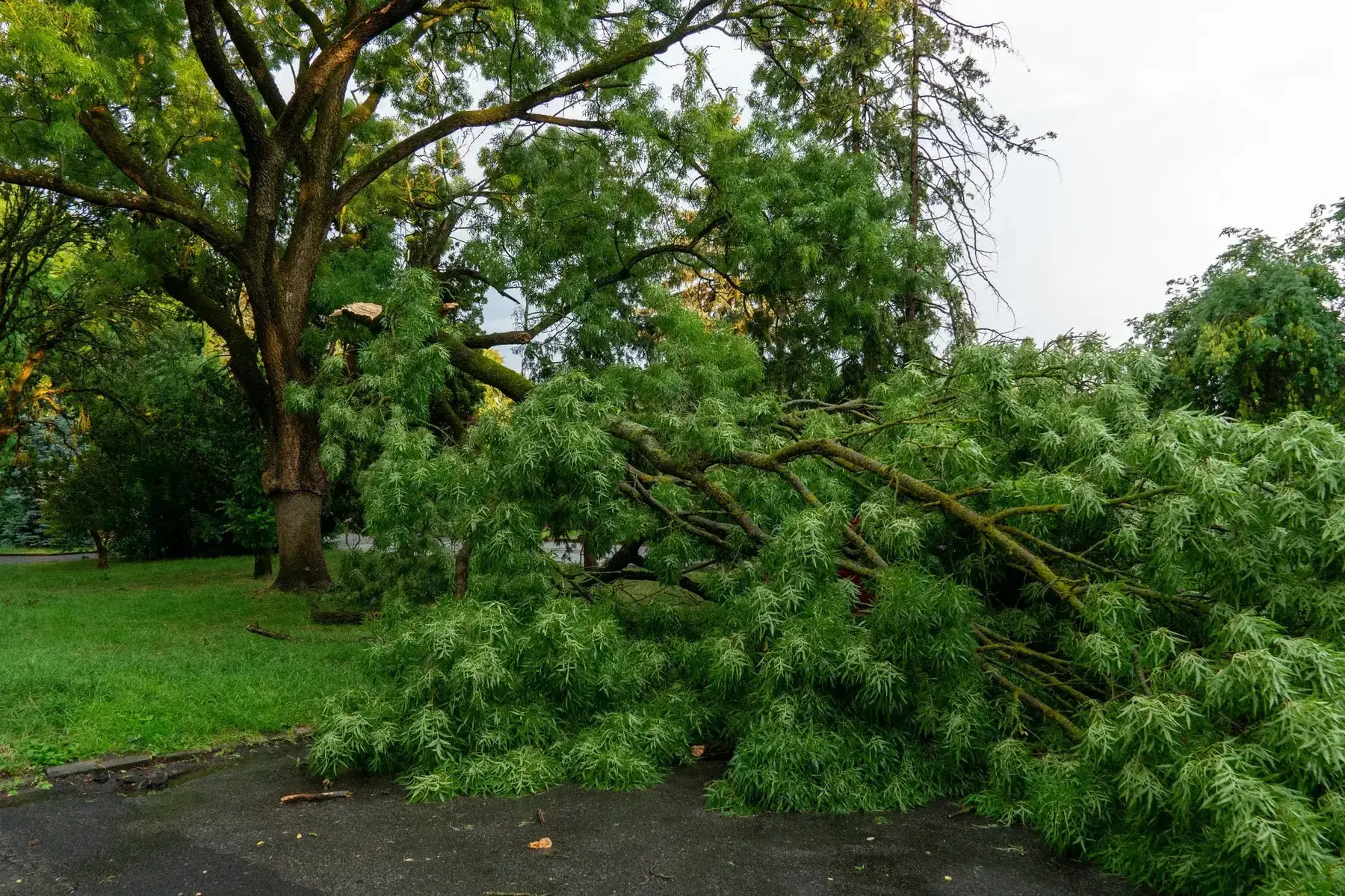 Storm-damaged trees can become downed tree or fallen trees