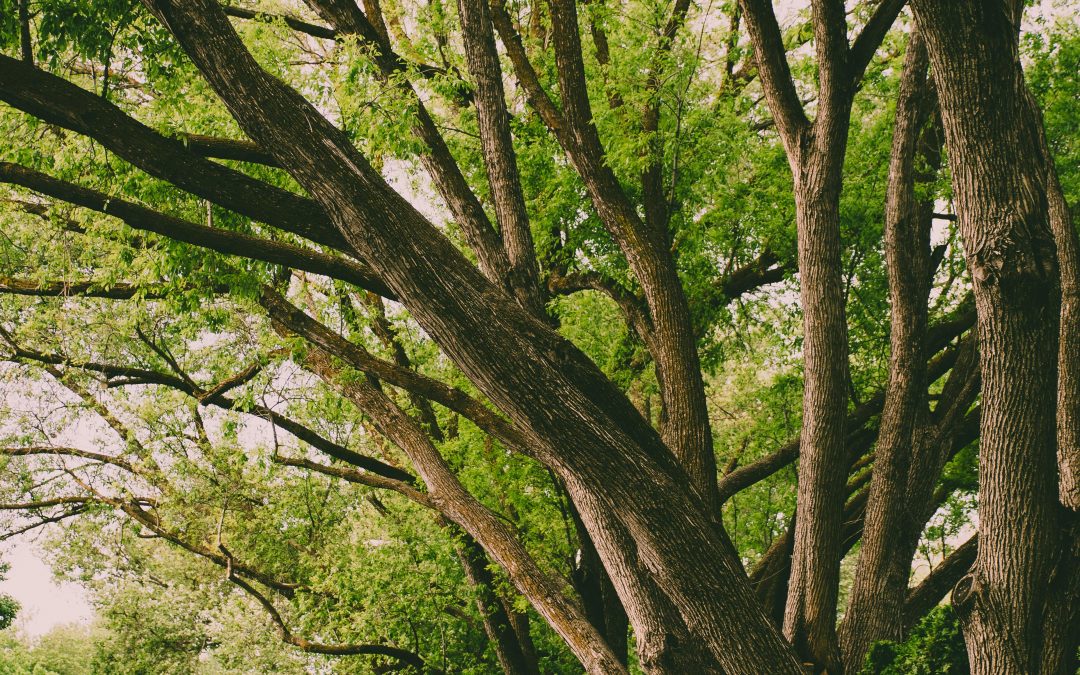 Tree Services in Thorndale, PA