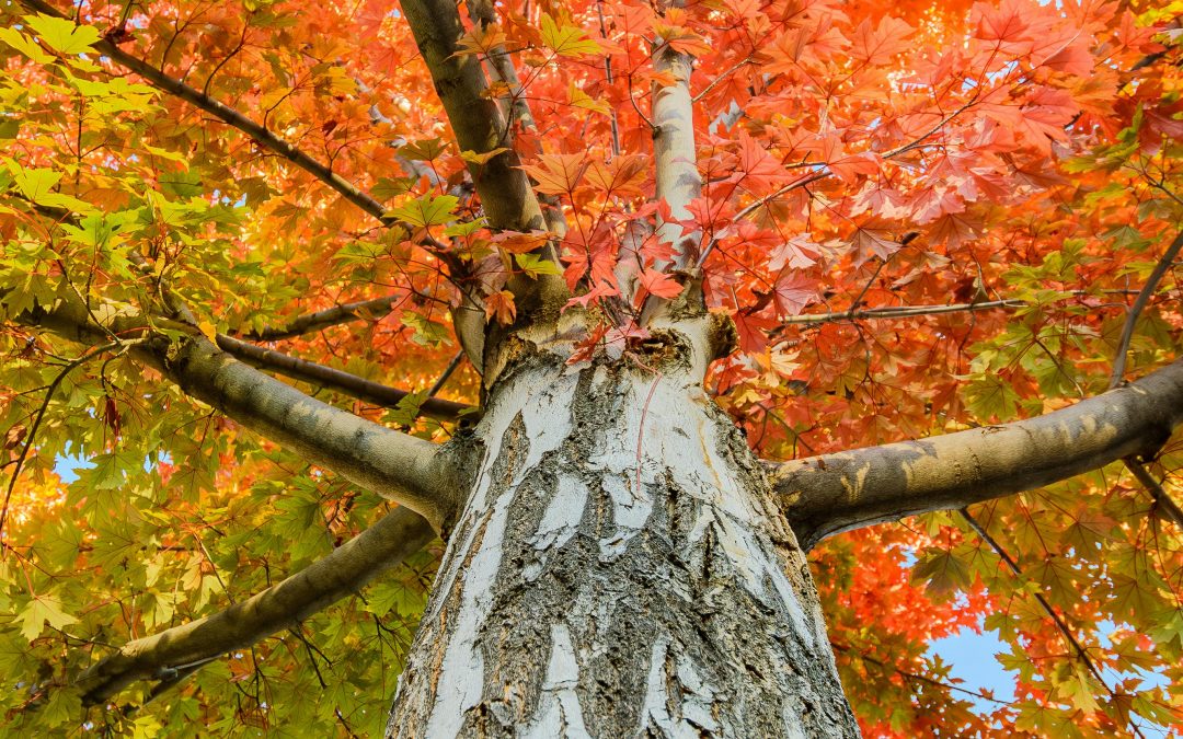 Trees in Pennsylvania: An Expert Guide