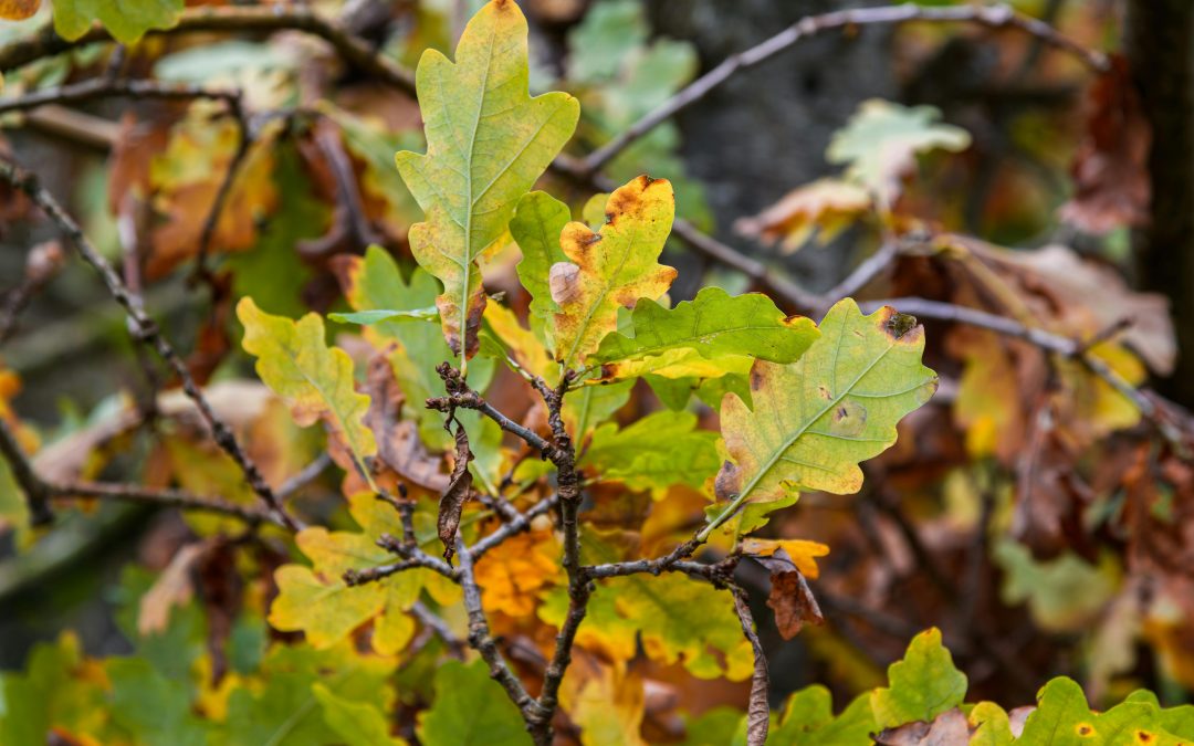 How To Spot the Early Signs of Tree Disease