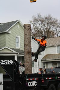 tree removal downingtown pa