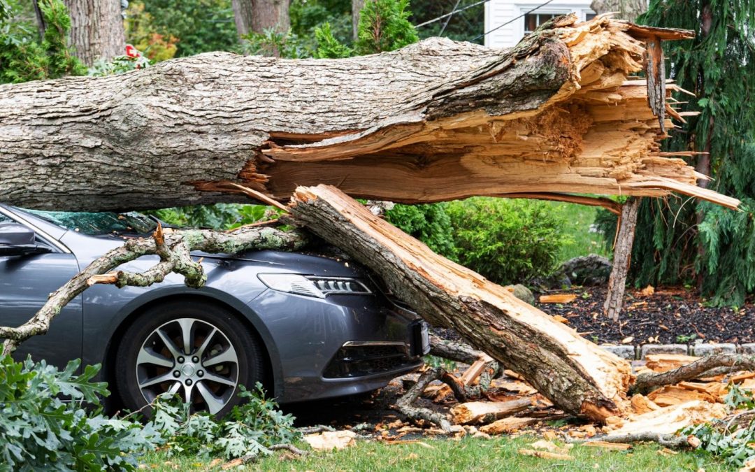 Tree Fell On Car: Who To Call and What To Do