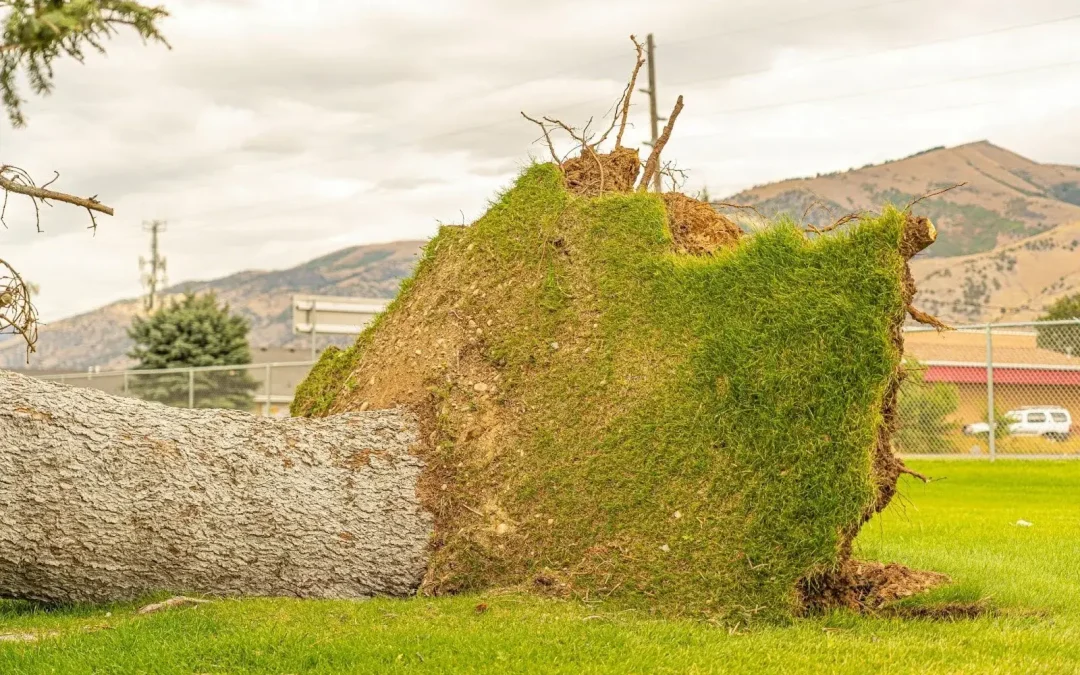 How To Prep Trees for Storm Season