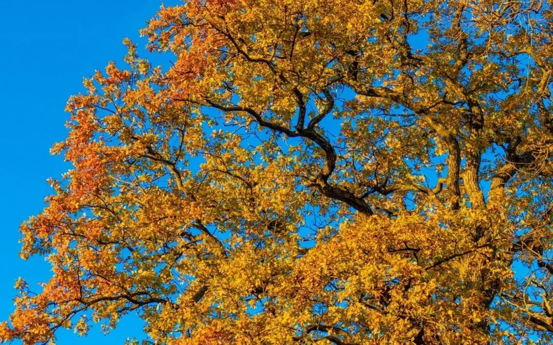 The Best Trees To Plant in West Chester, PA