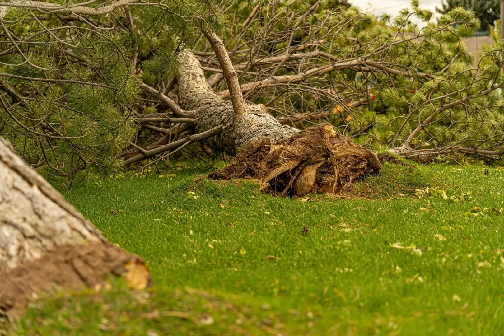 What to Expect During an Emergency Tree Removal