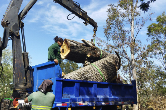 The Ins and Outs of West Chester, PA Tree Removal: What to Know