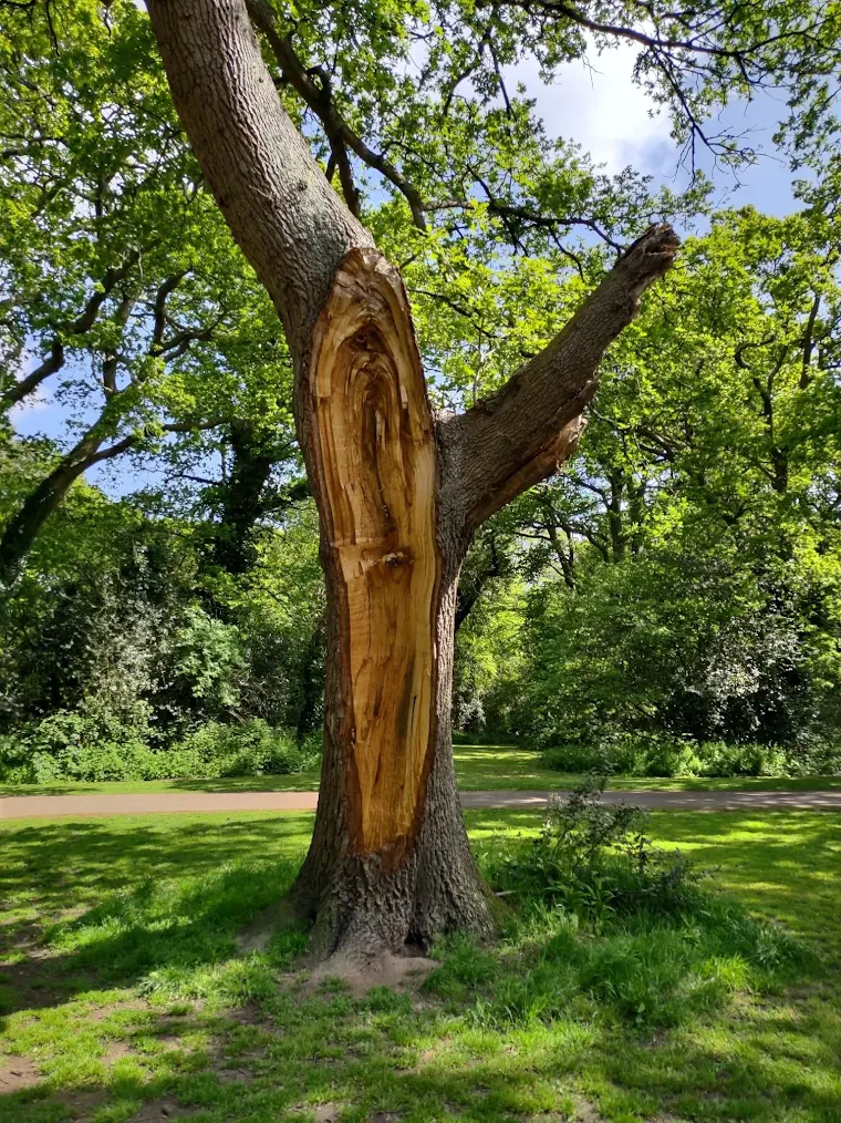 How to Tell if Your Trees Need to Be Professionally Assessed