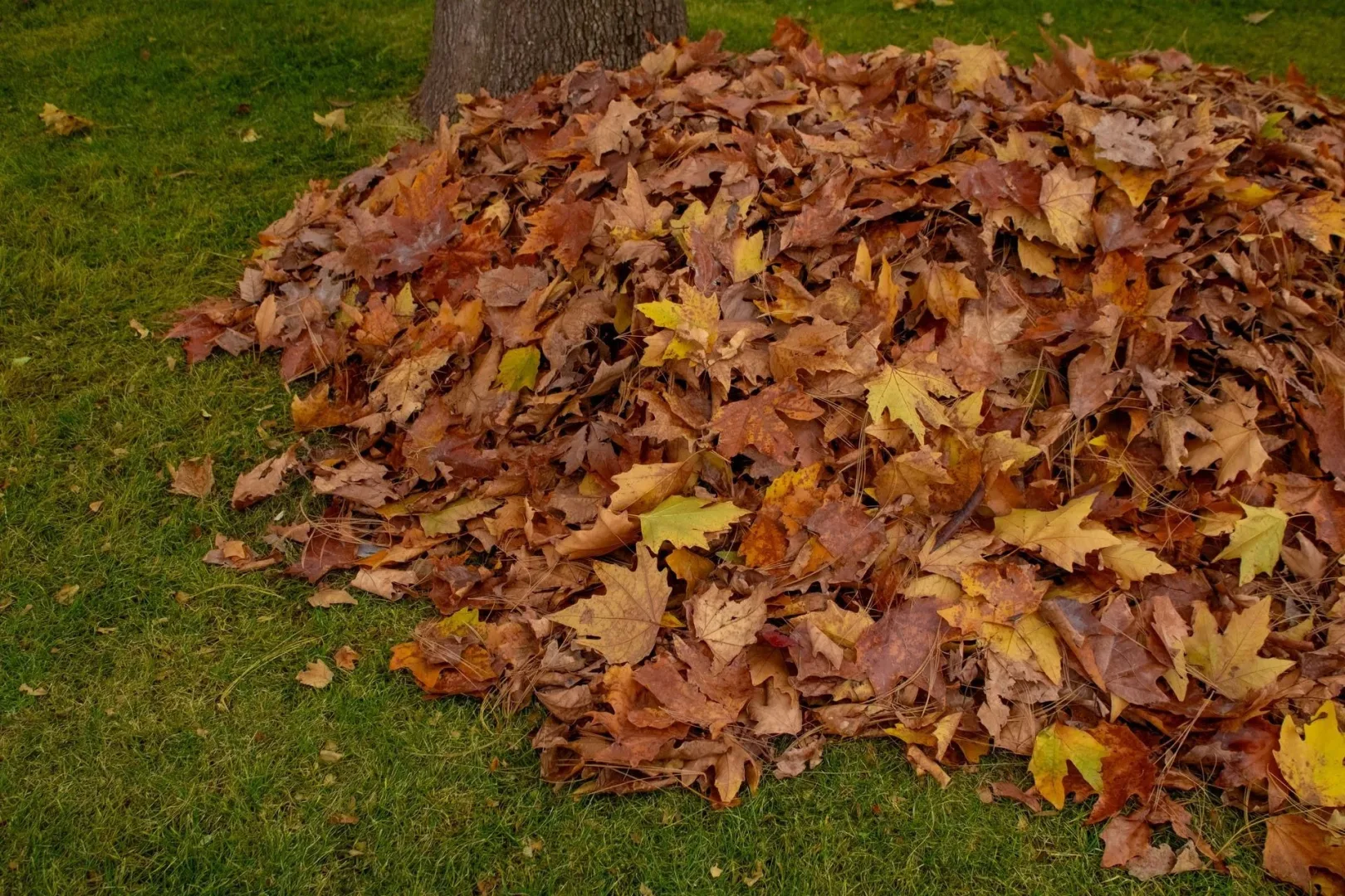 Why You Shouldn’t Let Leaves Pile Up Around Your Trees
