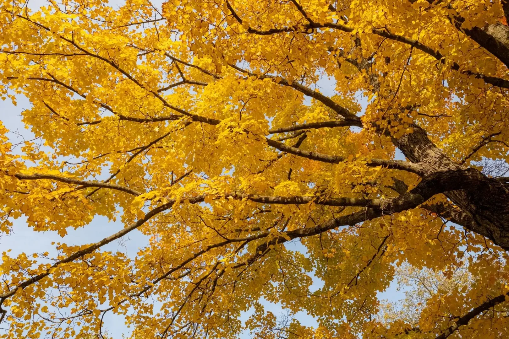 Should You Fertilize Your Trees in the Fall?