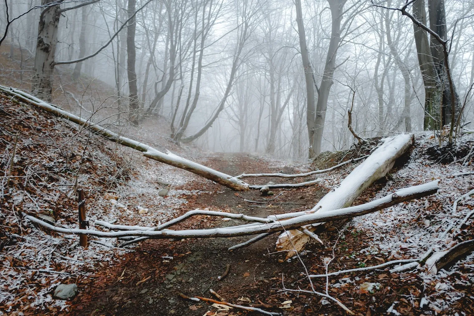 Should You Remove Dead Trees Before Winter?