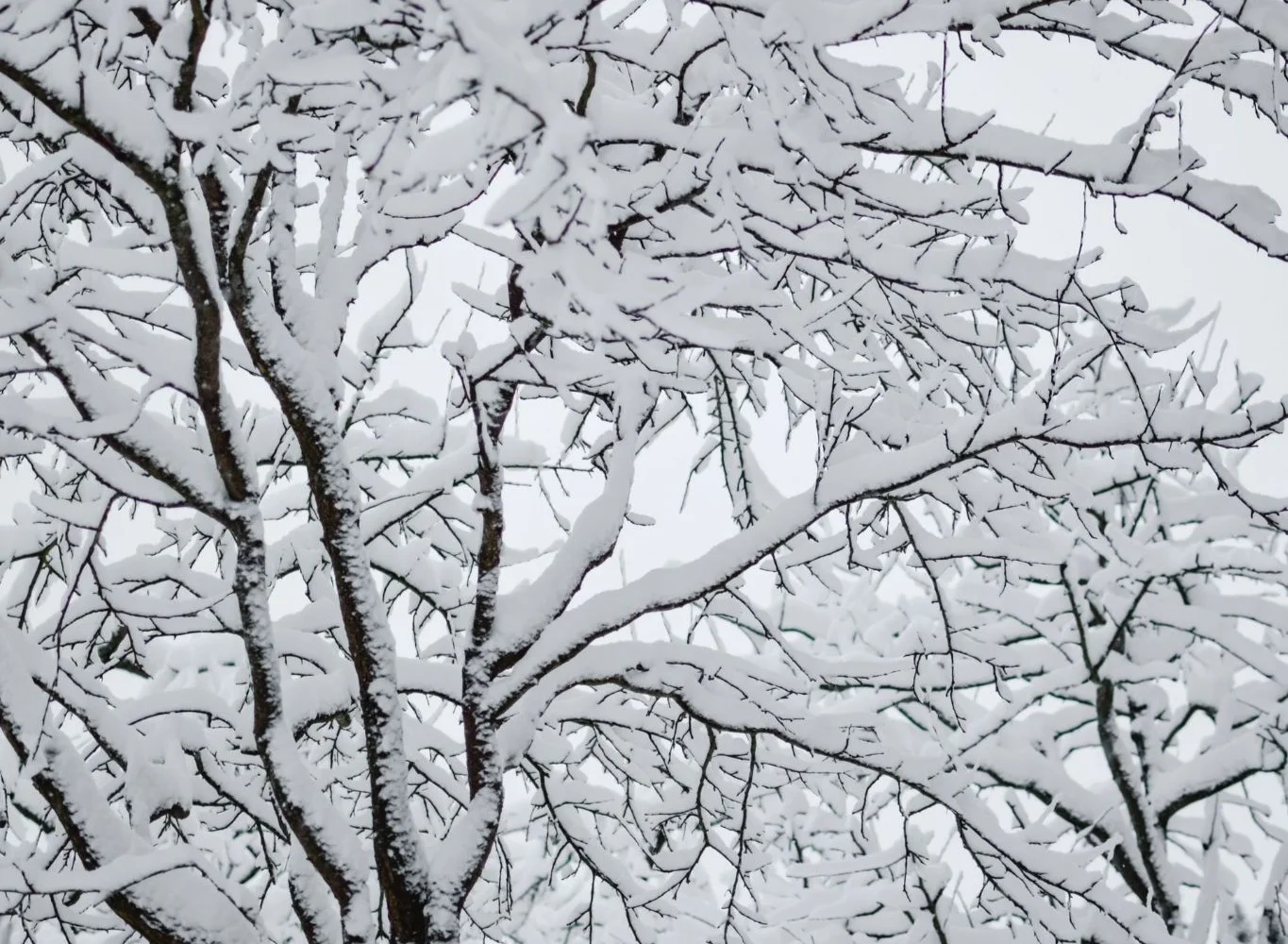 How to Prep Your Trees For Cold Winter Weather